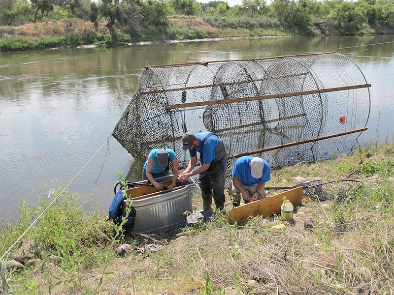 how-to-make-a-catfish-trap-all-you-need-to-know